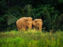 Elephant Hills Jungle Safari, Khao Sok - 2 Days