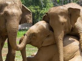 Jungle and Lake Camp Safari - 3 Days