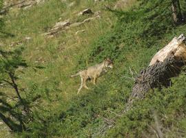 Wolf Tracking in the Alps