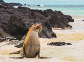 Highlights of the Galapagos - 5 Days