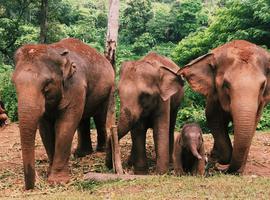 11-Day Thailand Family Tour