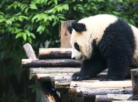 9-Day China Adventure: Hong Kong, Yangshuo & Chengdu Pandas