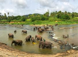 Sri Lanka Family Adventure - 10 Days