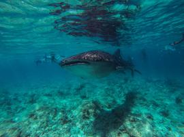 Whale Shark Research Expedition - 11 Days